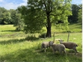 Photo numero 47920887 du bien UBI477163676